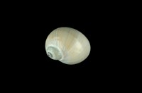 藏品(小灰玉螺)的圖片